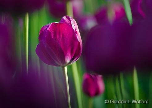 Purple Tulip_48816.jpg - Photographed near Ottawa, Ontario - the Capital of Canada.